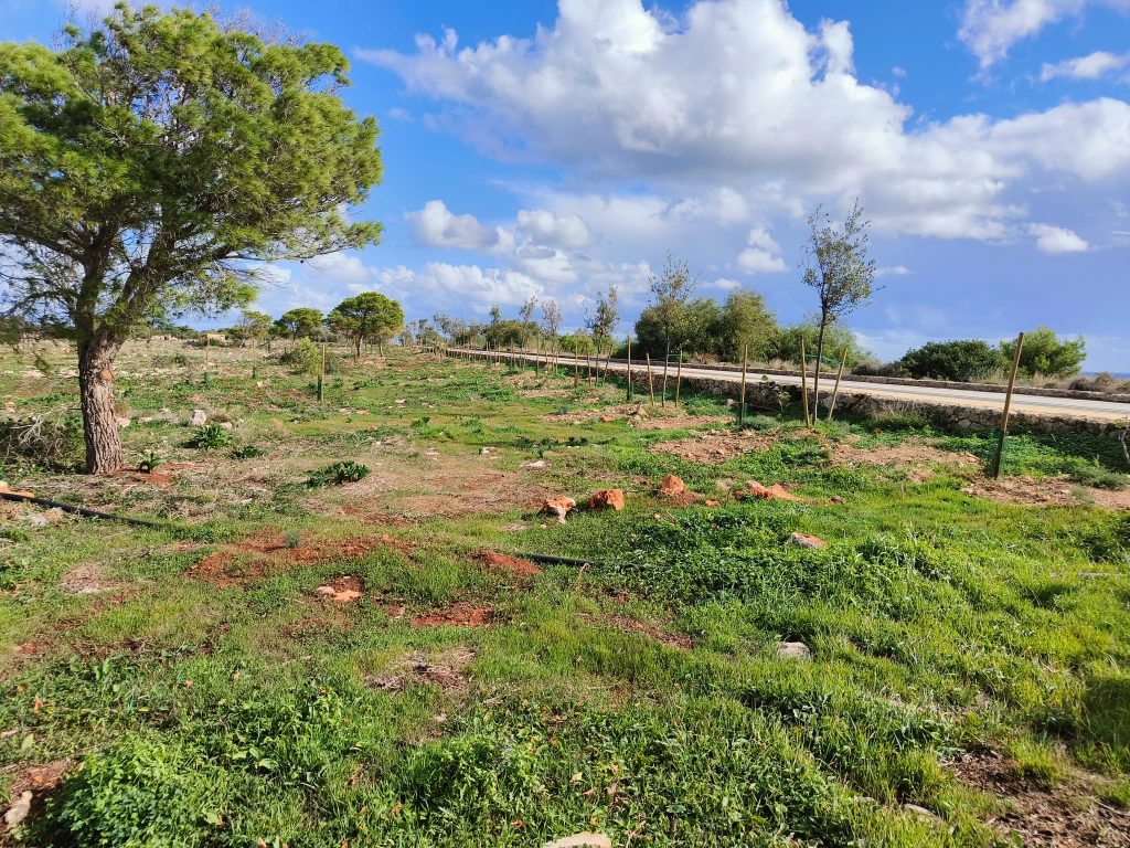 Silva Green Pathways restoration site