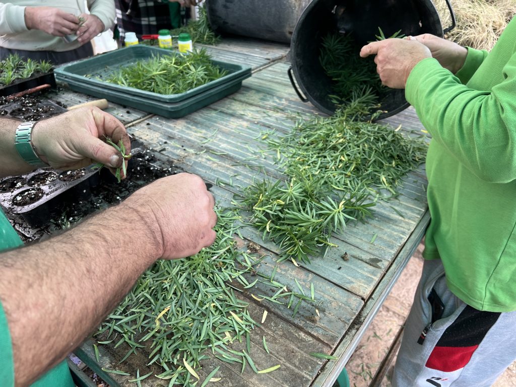 Tree Spurge cuttings being propagated