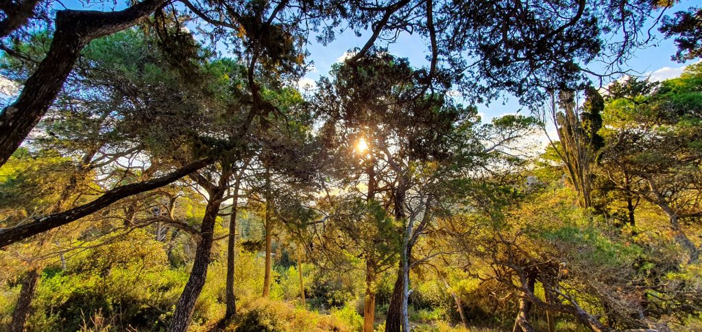 Buskett Woodland trees and vegetation