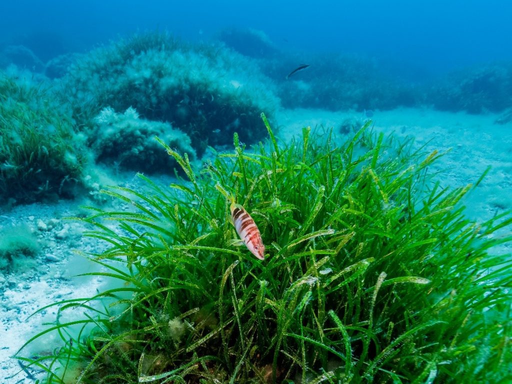 Posidonia oceanica seagrass conservation