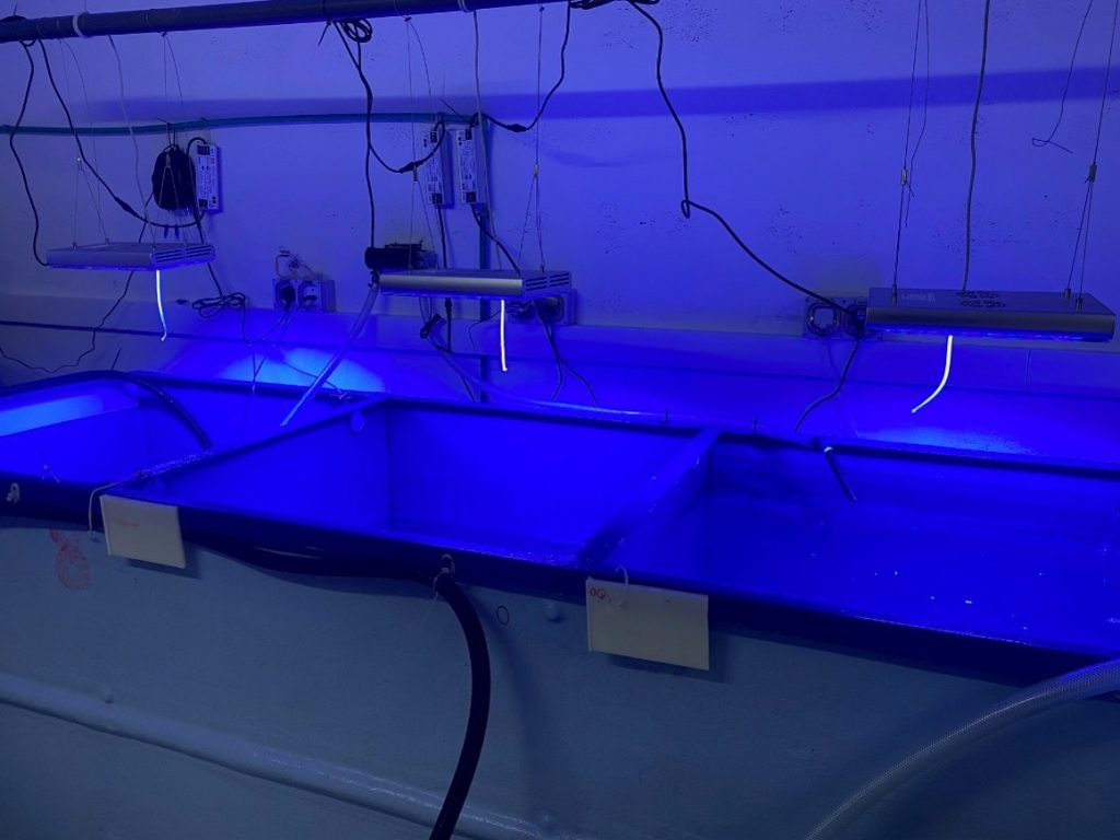 Seagrass acclimatization tanks