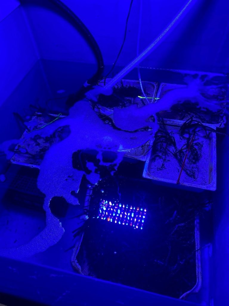 Seagrass restoration plots