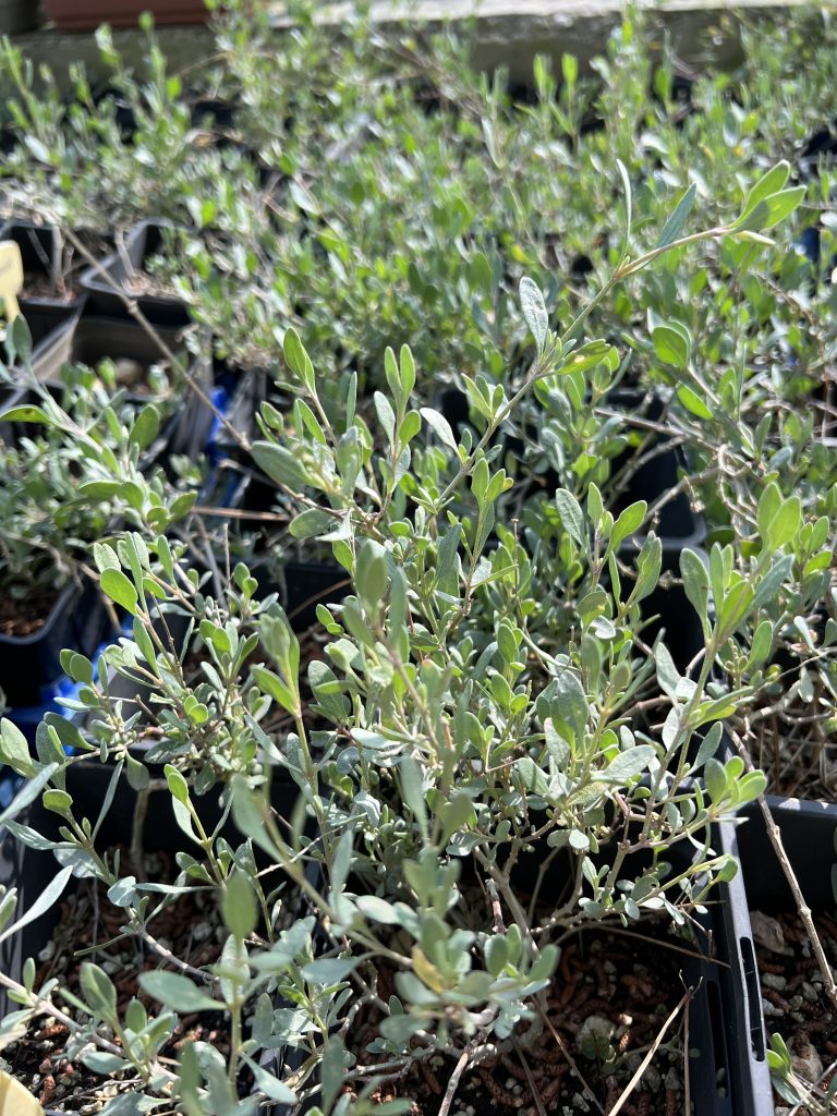 Rare Maltese Cliff Orache plant grown at the nursery