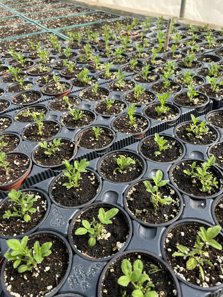 Bush Restharrow seedlings at the Plant Propagation Centre
