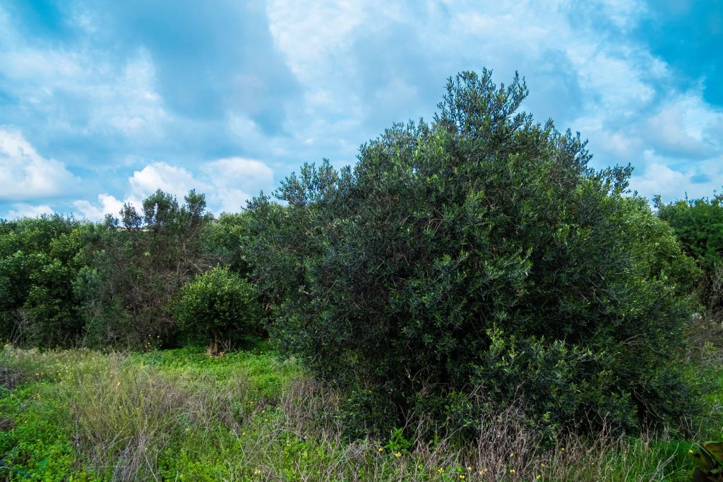 Olive trees at Bidnija Olive Grove