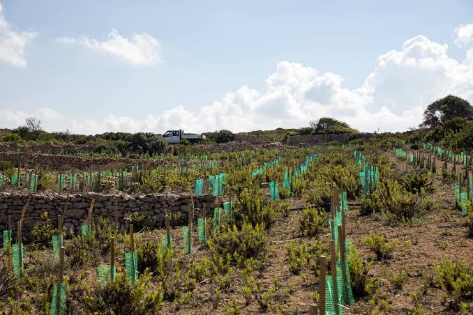 Afforestation planting site