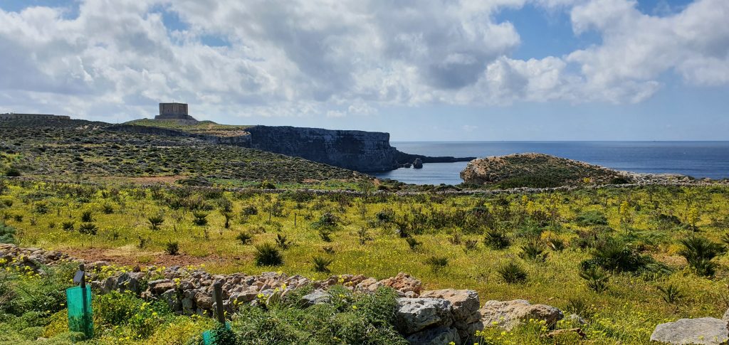 Comino habitat restoration planting