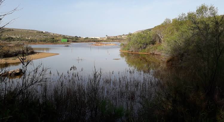 Ghadira Nature Reserve birdlife and wetland habitat