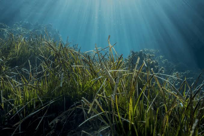 Posidonia oceanica seagrass meadow