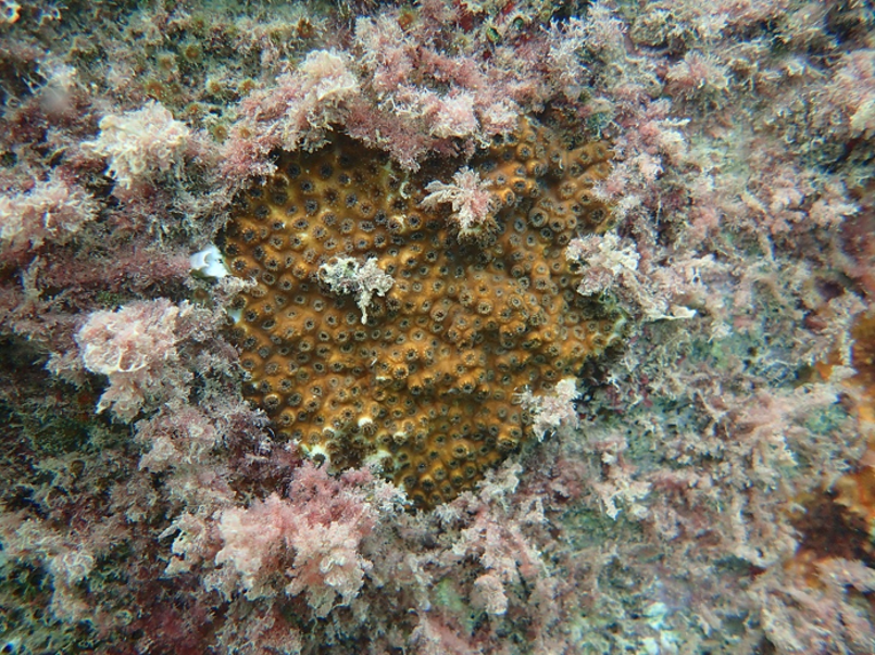 Removal of Marine Invasive Species