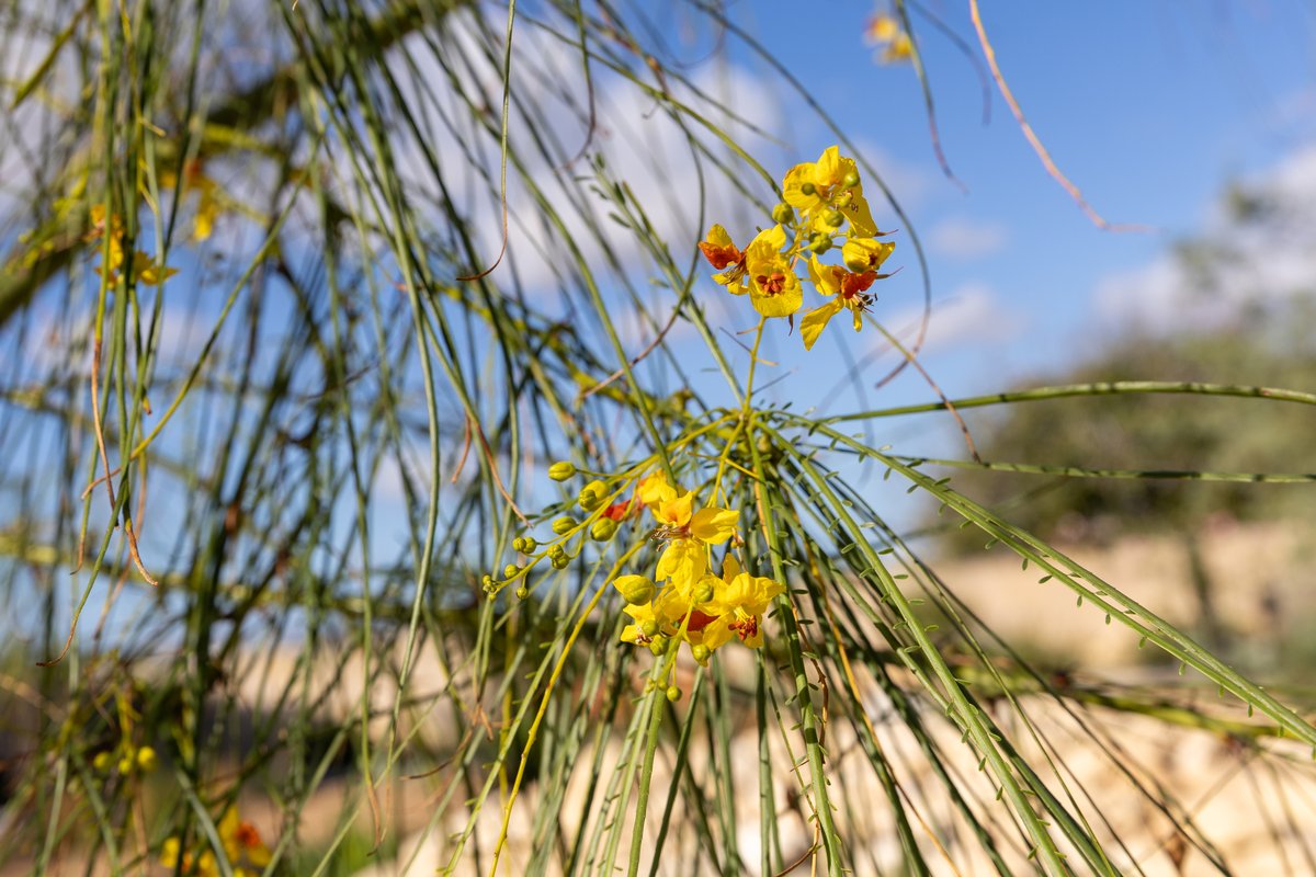 Malta Botanic Garden